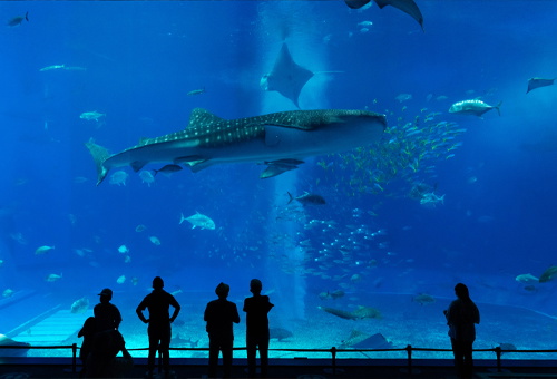 巨型鯨鯊悠游 沖繩美麗海水族館